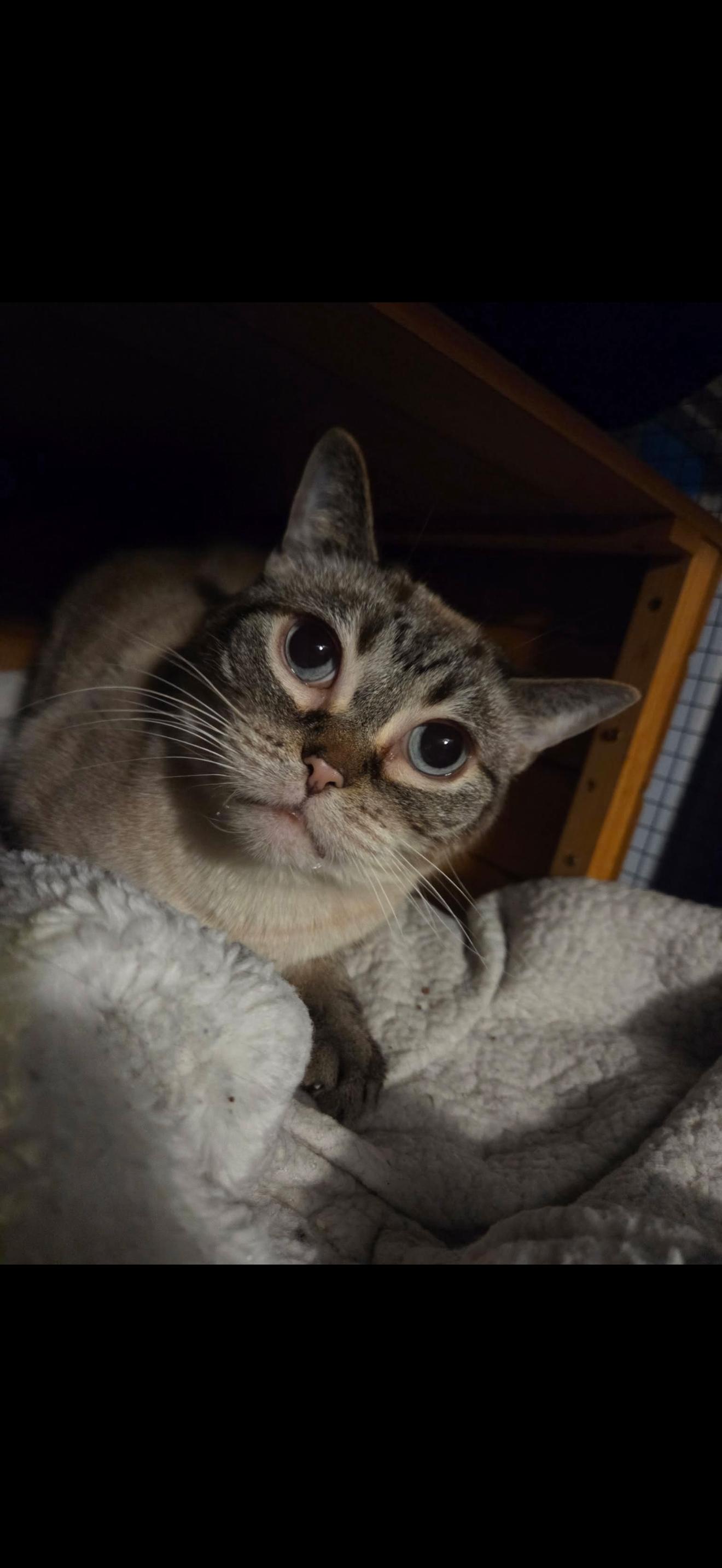Enlarge Fishsticks, a ADOPTABLE Domestic Short Hair in Murfreesboro, TN image 2/2