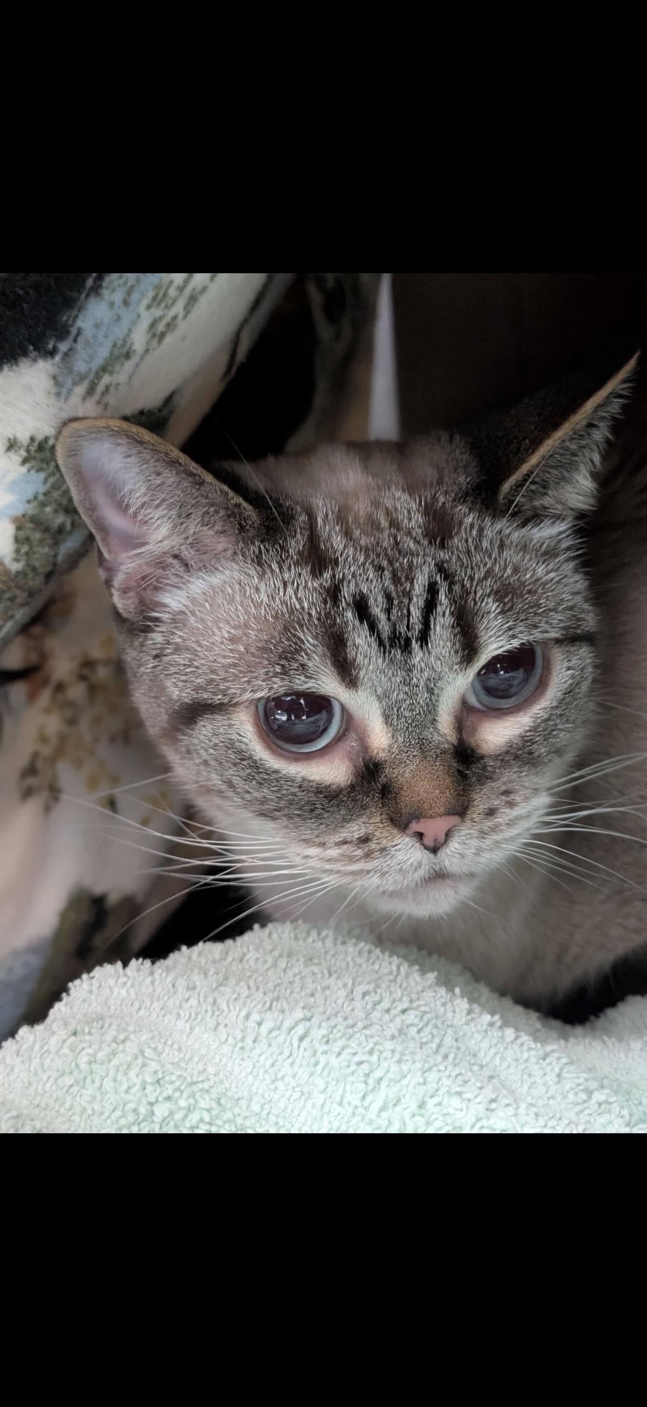 Enlarge Fishsticks, a ADOPTABLE Domestic Short Hair in Murfreesboro, TN image 1/2