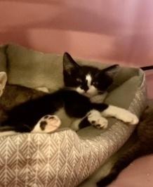 Fiona 6633, Adoptable, Young Female Domestic Short Hair.