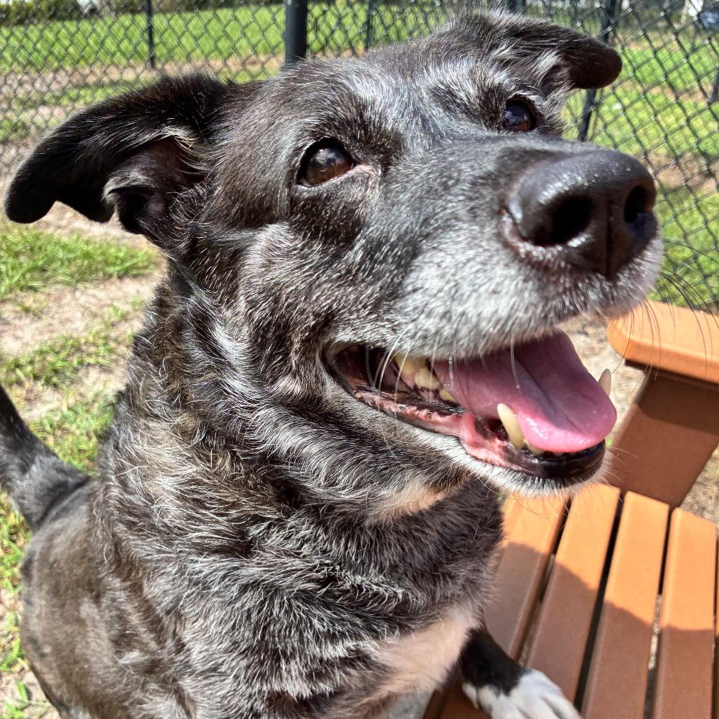 Enlarge Allie, a Adoptable Mixed Breed in Jacksonville, FL image 1/6