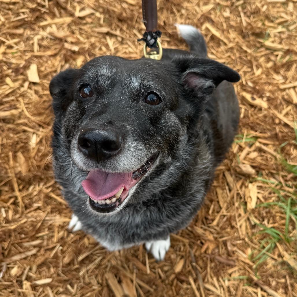 Enlarge Allie, a Adoptable Mixed Breed in Jacksonville, FL image 2/6
