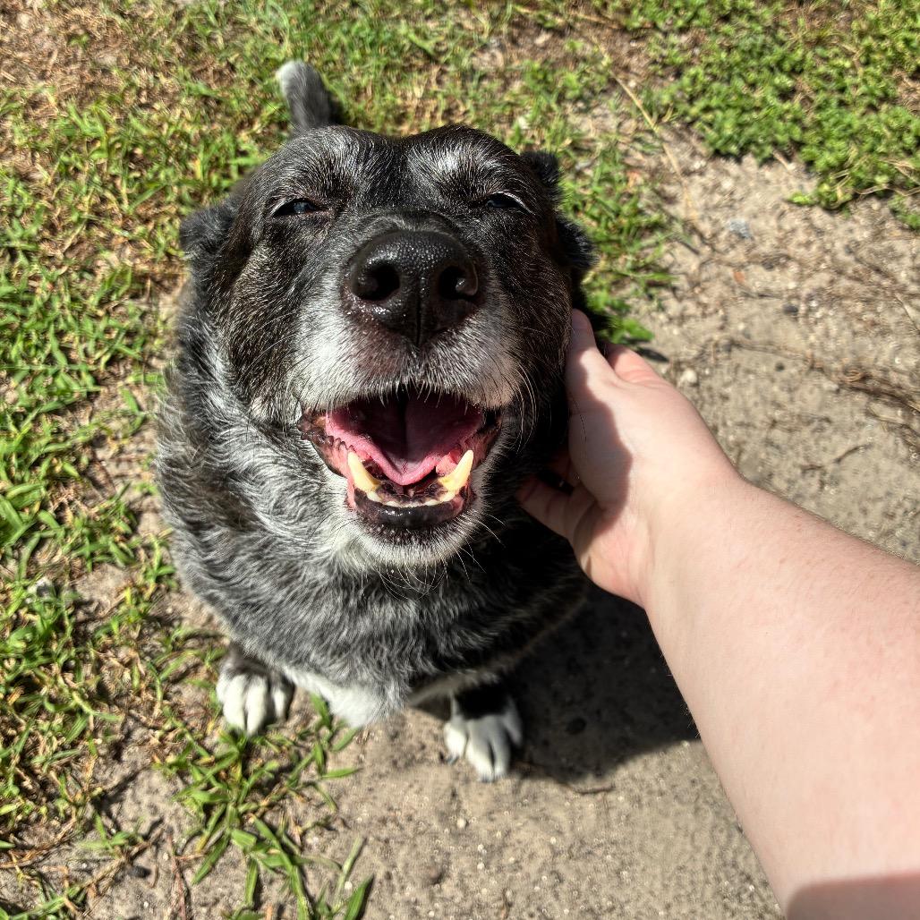 Enlarge Allie, a Adoptable Mixed Breed in Jacksonville, FL image 3/6