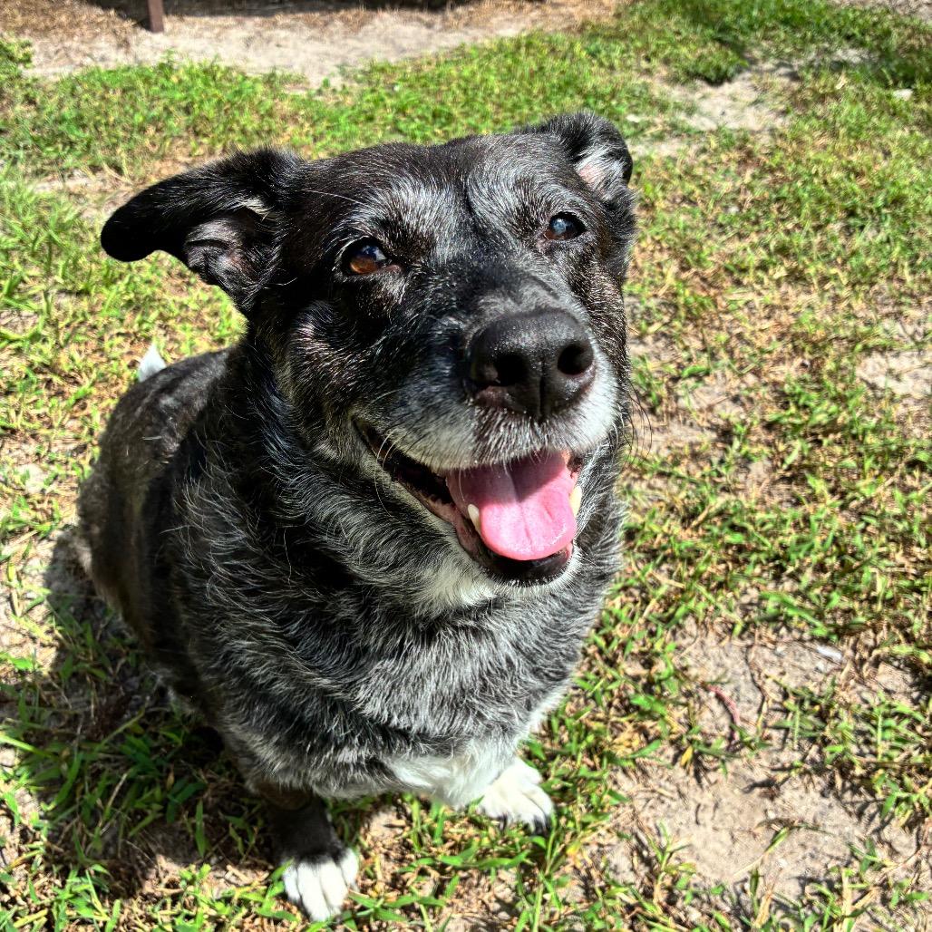 Enlarge Allie, a Adoptable Mixed Breed in Jacksonville, FL image 4/6