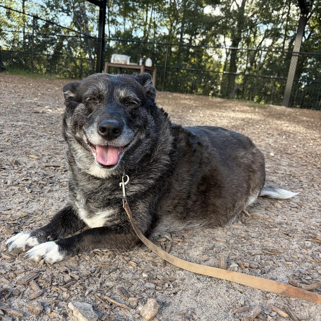 Enlarge Allie, a Adoptable Mixed Breed in Jacksonville, FL image 5/6