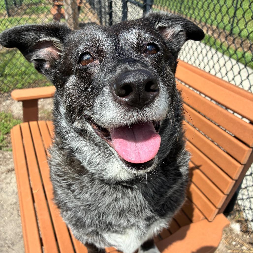 Enlarge Allie, a Adoptable Mixed Breed in Jacksonville, FL image 6/6