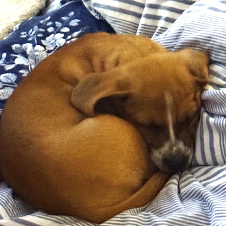 Nilla, Adoptable, Puppy Female Basset Hound & Mixed Breed.