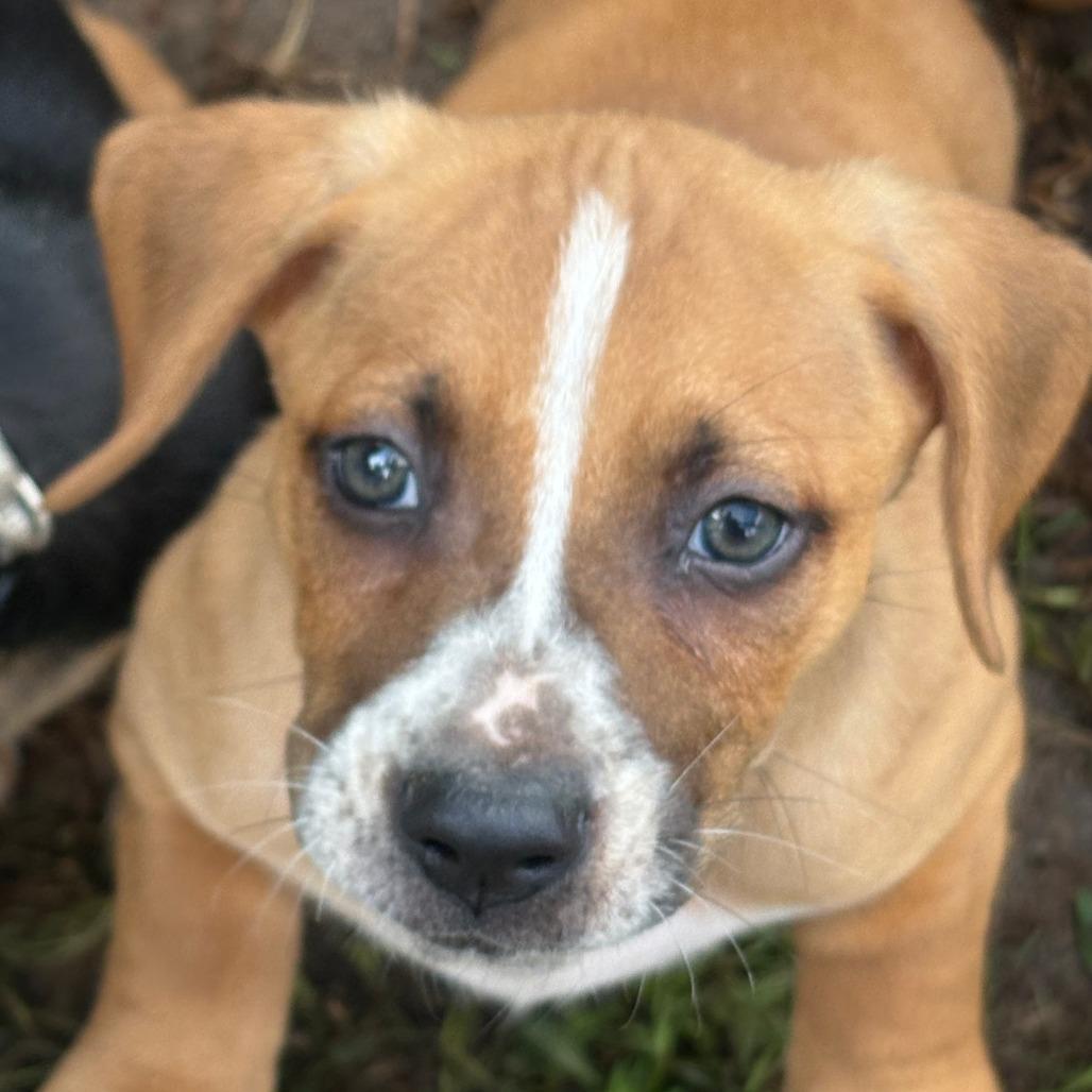 Enlarge Nilla, a Adoptable mixed breed in Travelers Rest, SC image 2/3