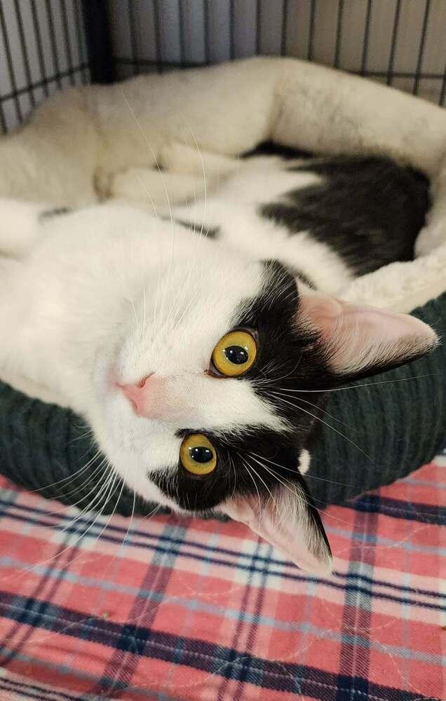 Enlarge Meerkat, a Adoptable Domestic Short Hair in Clinton Township, MI image 1/1