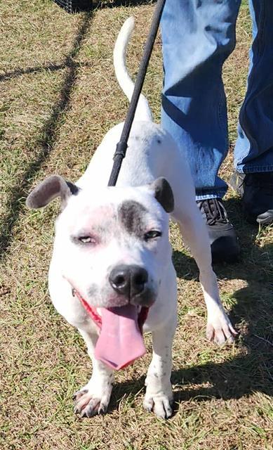 Enlarge TYRIQ, a Adoptable mixed breed in Brunswick, GA image 1/1