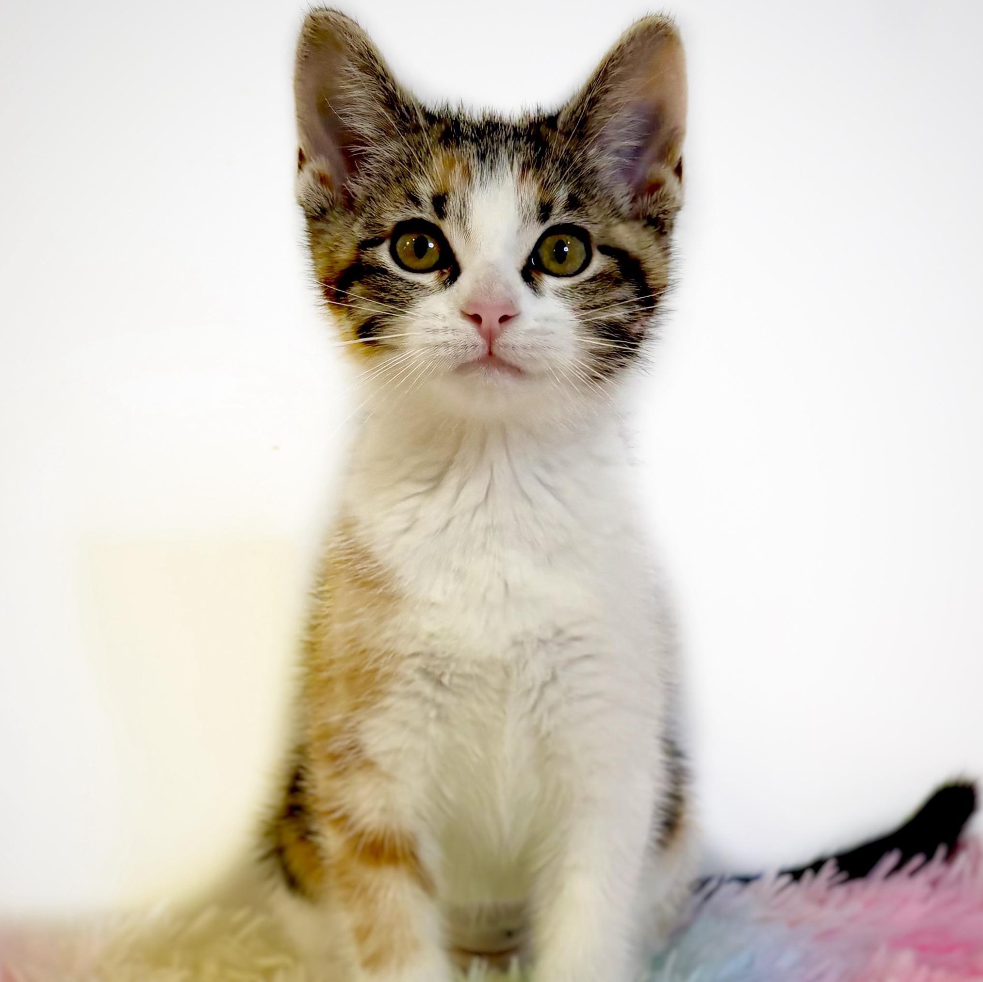 Serrano (In Foster), ADOPTABLE, Kitten Female Domestic Short Hair.