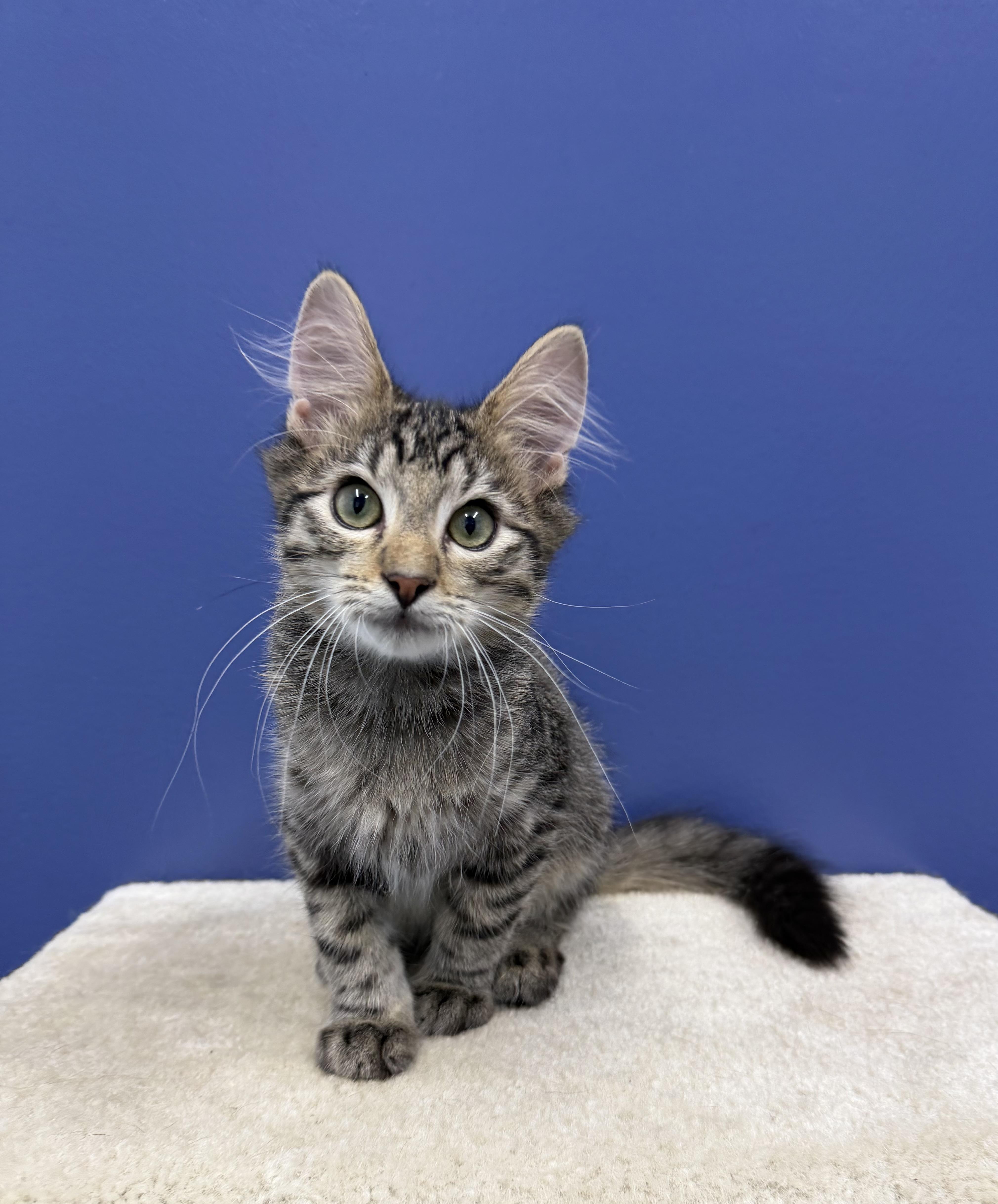 Dakota, a ADOPTABLE mixed breed in High Ridge, MO image 3/4