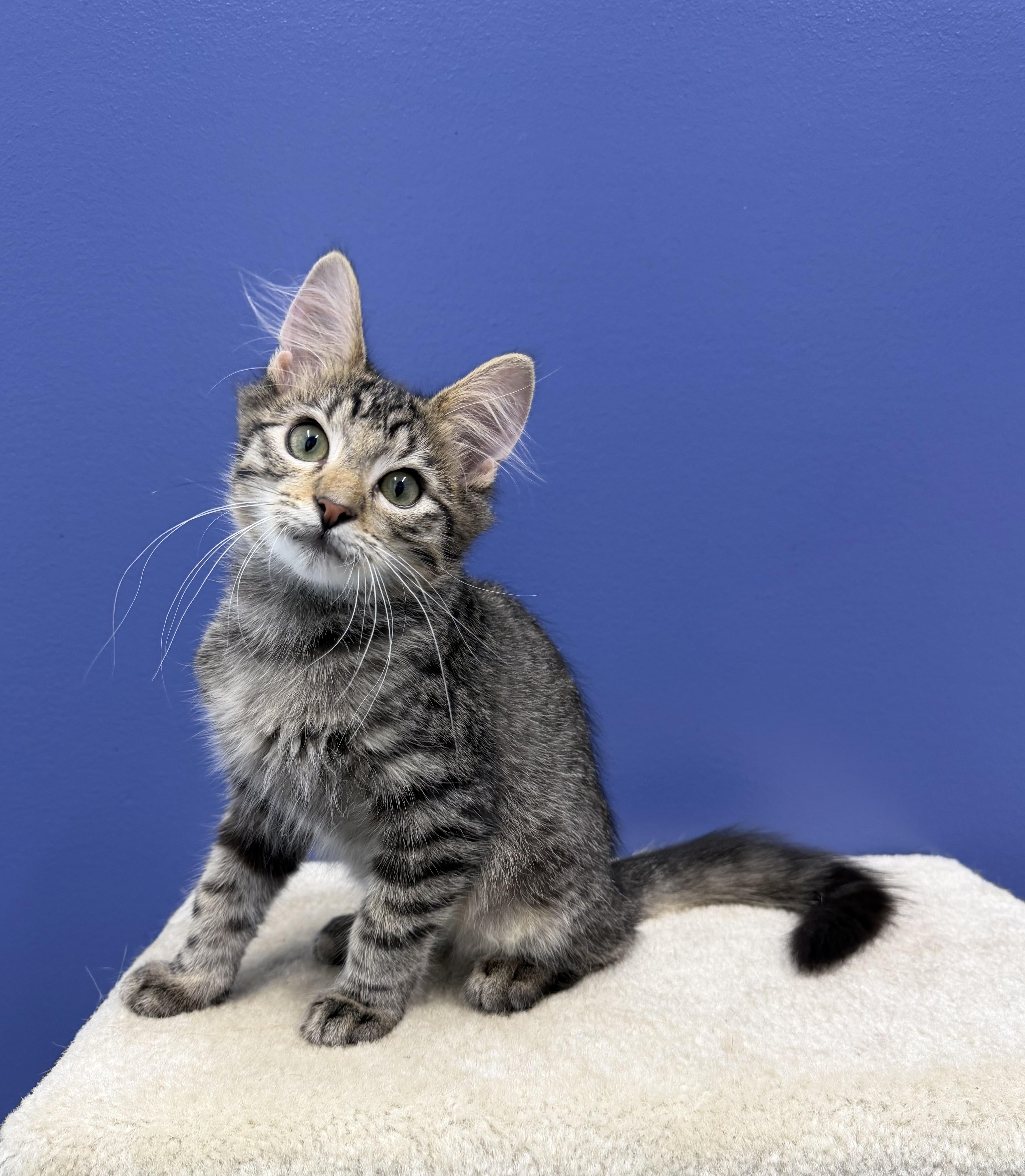 Dakota, ADOPTABLE, Kitten Male Tabby & Domestic Medium Hair.