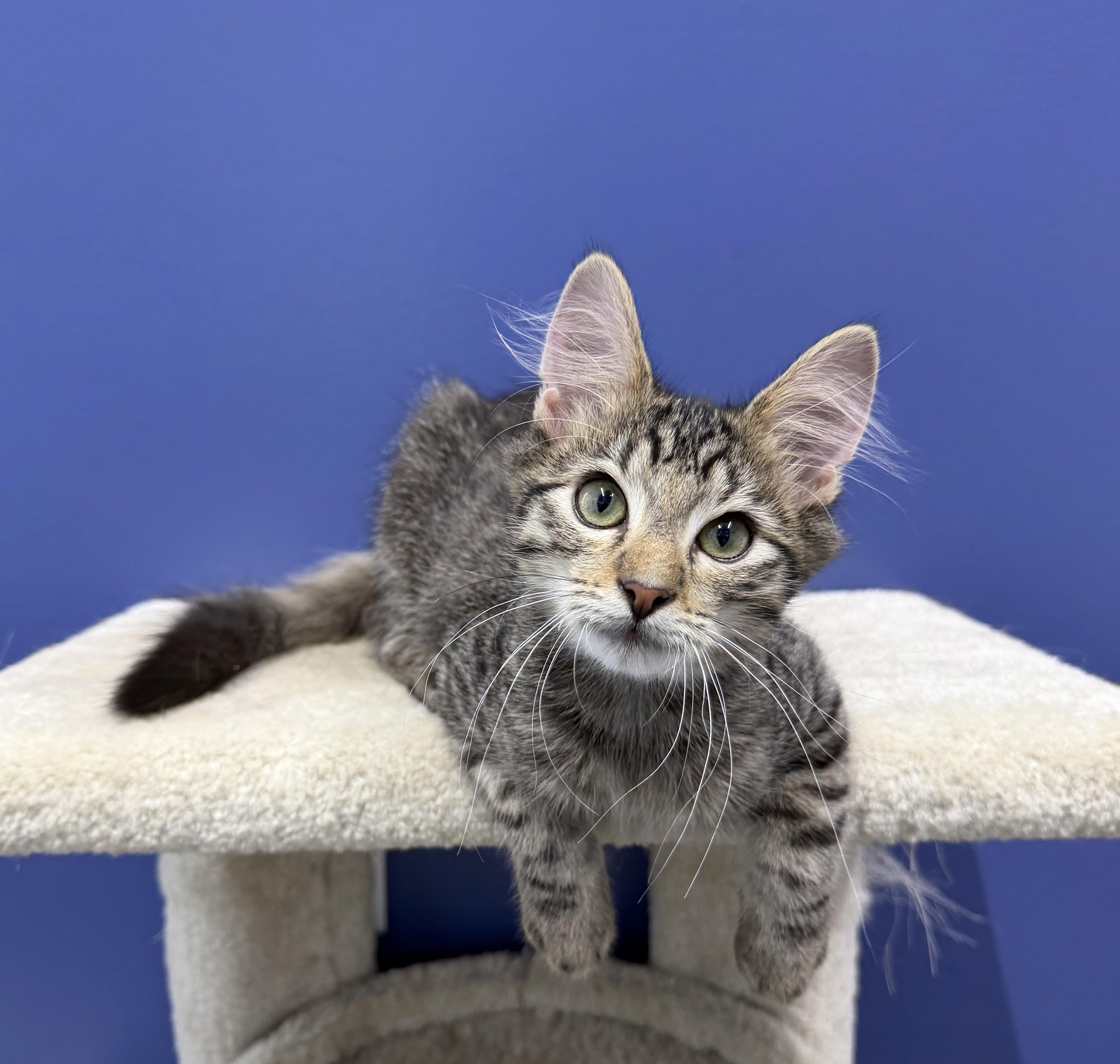 Dakota, a ADOPTABLE mixed breed in High Ridge, MO image 2/4