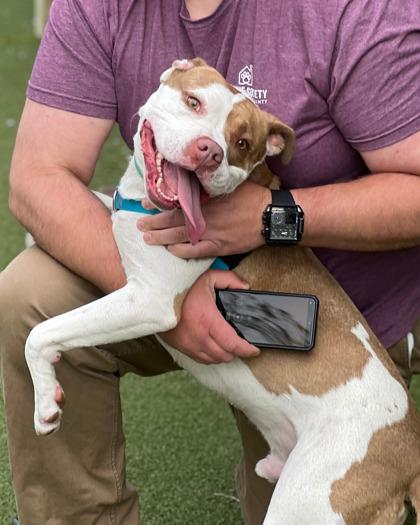 Critter, Adoptable, Adult Male Pit Bull Terrier & Mixed Breed.