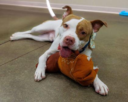 Critter, a Adoptable mixed breed in Fishers, IN image 1/3