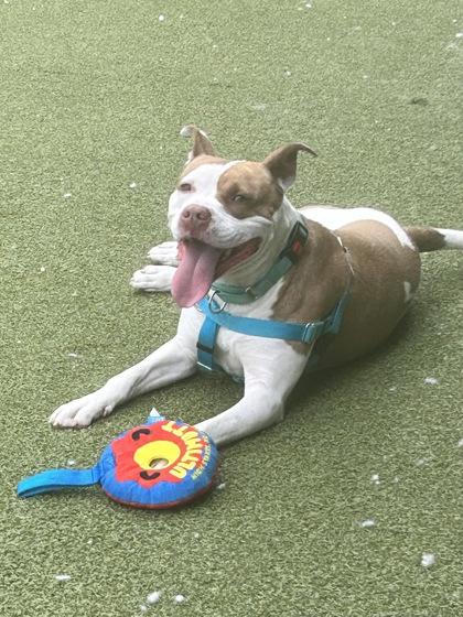 Critter, a Adoptable mixed breed in Fishers, IN image 2/3