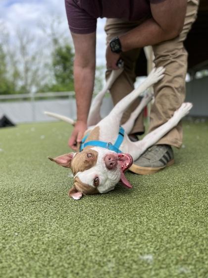 Critter, a Adoptable mixed breed in Fishers, IN image 3/3