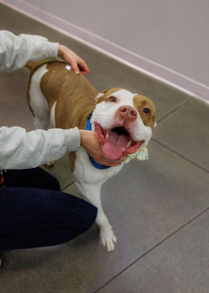Critter, a Adoptable mixed breed in Fishers, IN image 2/3