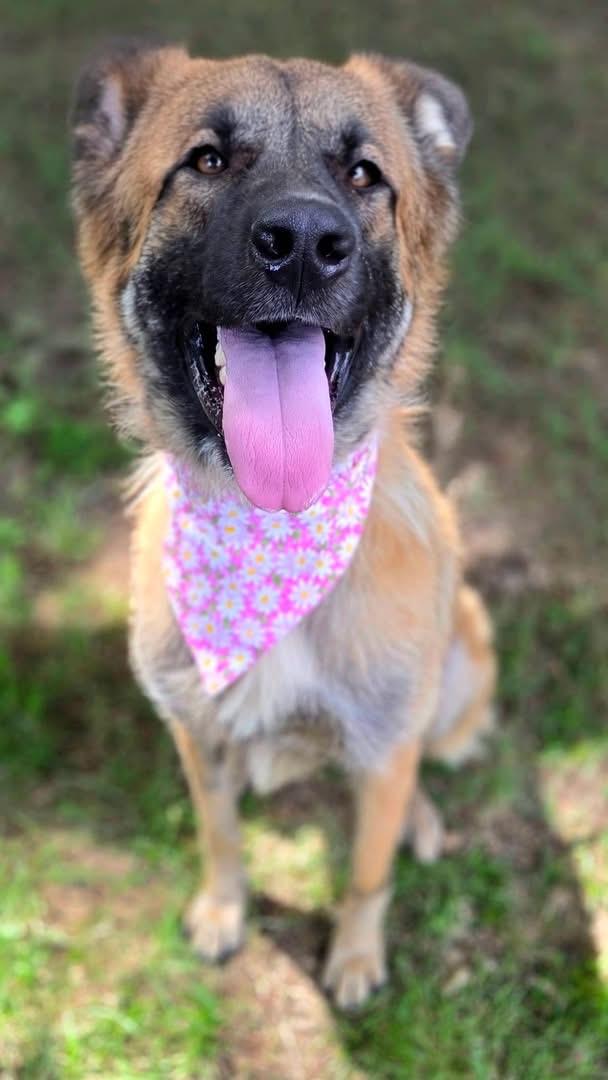 Cocoa, ADOPTABLE, Young Female German Shepherd Dog.