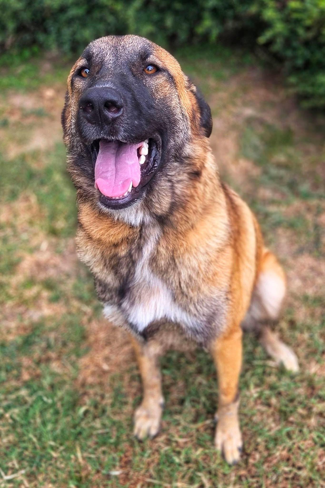 Enlarge Cocoa, a ADOPTABLE mixed breed in Mendham, NJ image 6/6