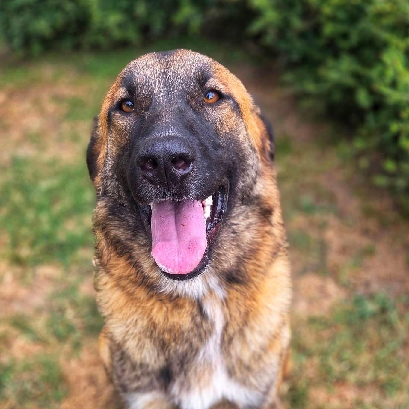 Cocoa, ADOPTABLE, Young Female German Shepherd Dog.