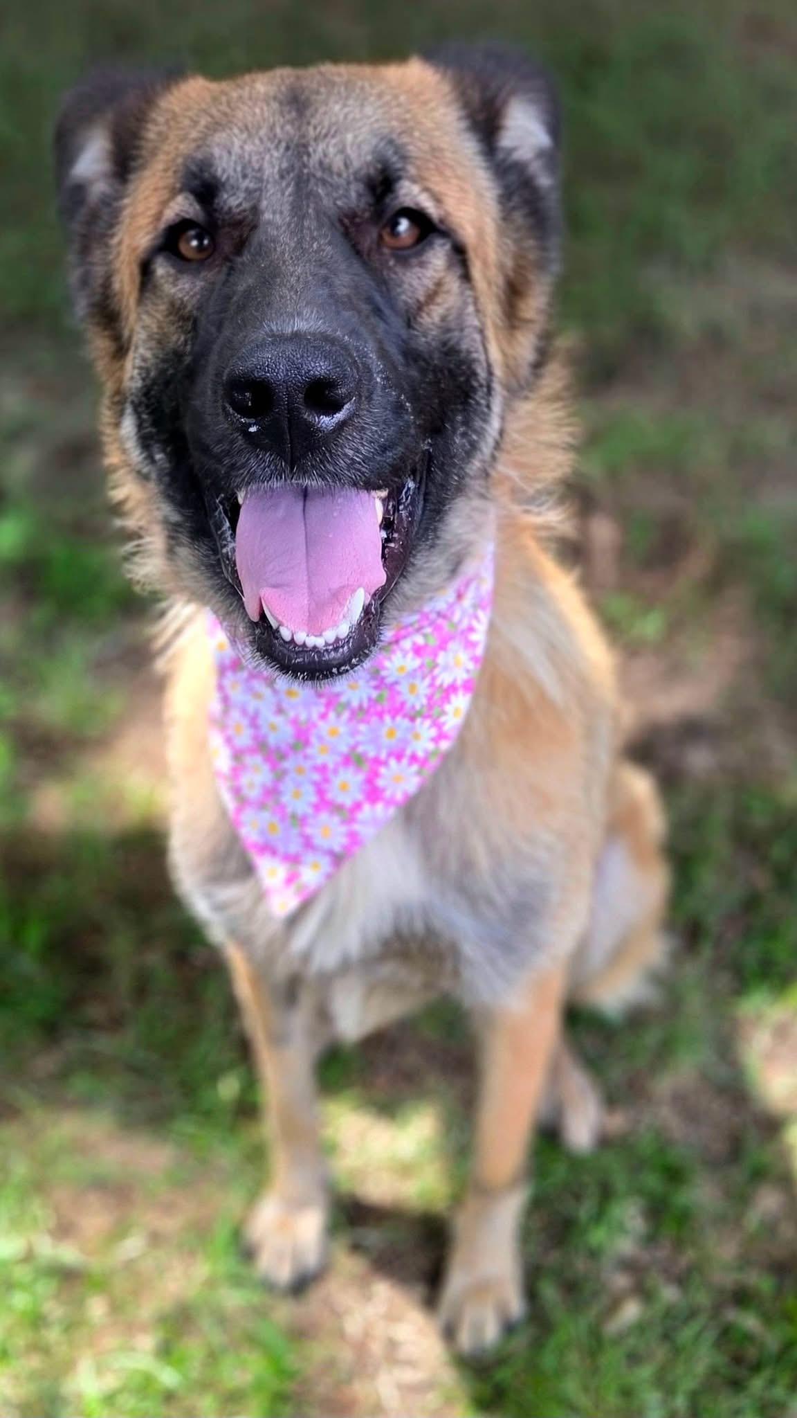 Cocoa, a ADOPTABLE mixed breed in Mendham, NJ image 3/3