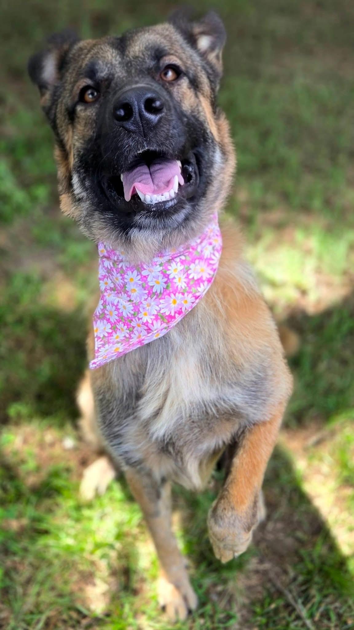 Cocoa, a ADOPTABLE mixed breed in Mendham, NJ image 2/3