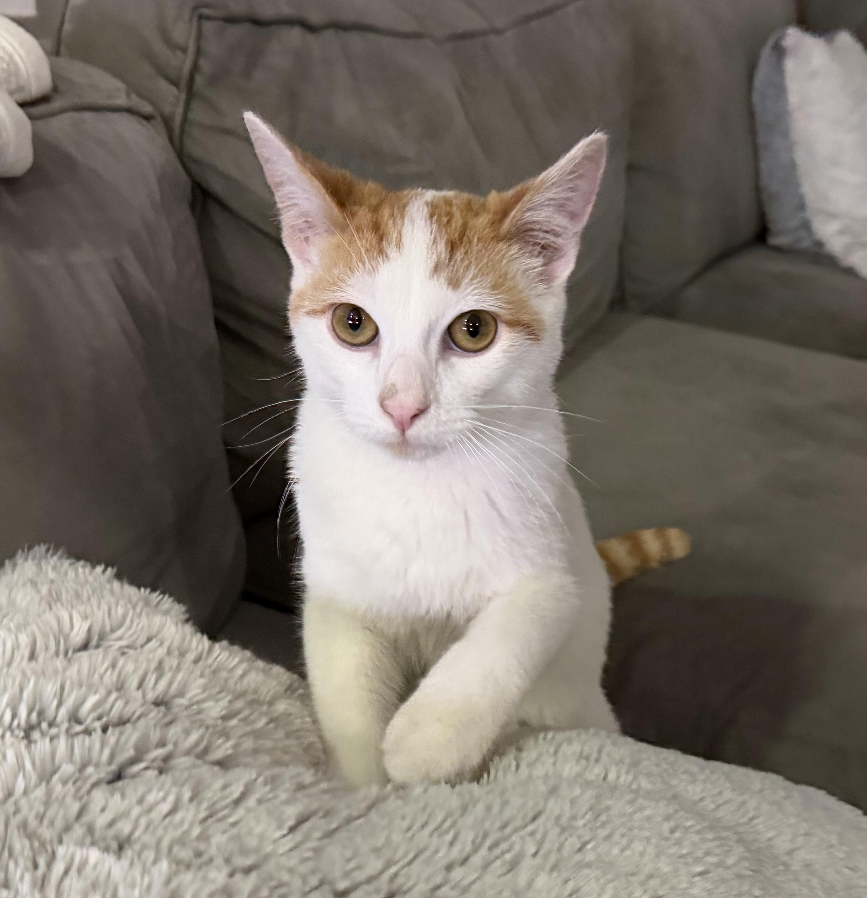 Pondu, Adoptable, Young Male Domestic Short Hair & Tabby.