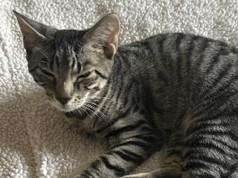 Enlarge Percy and Parker - bonded identical twin brothers, a Adoptable Domestic Short Hair in Hawthorne, NJ image 1/1