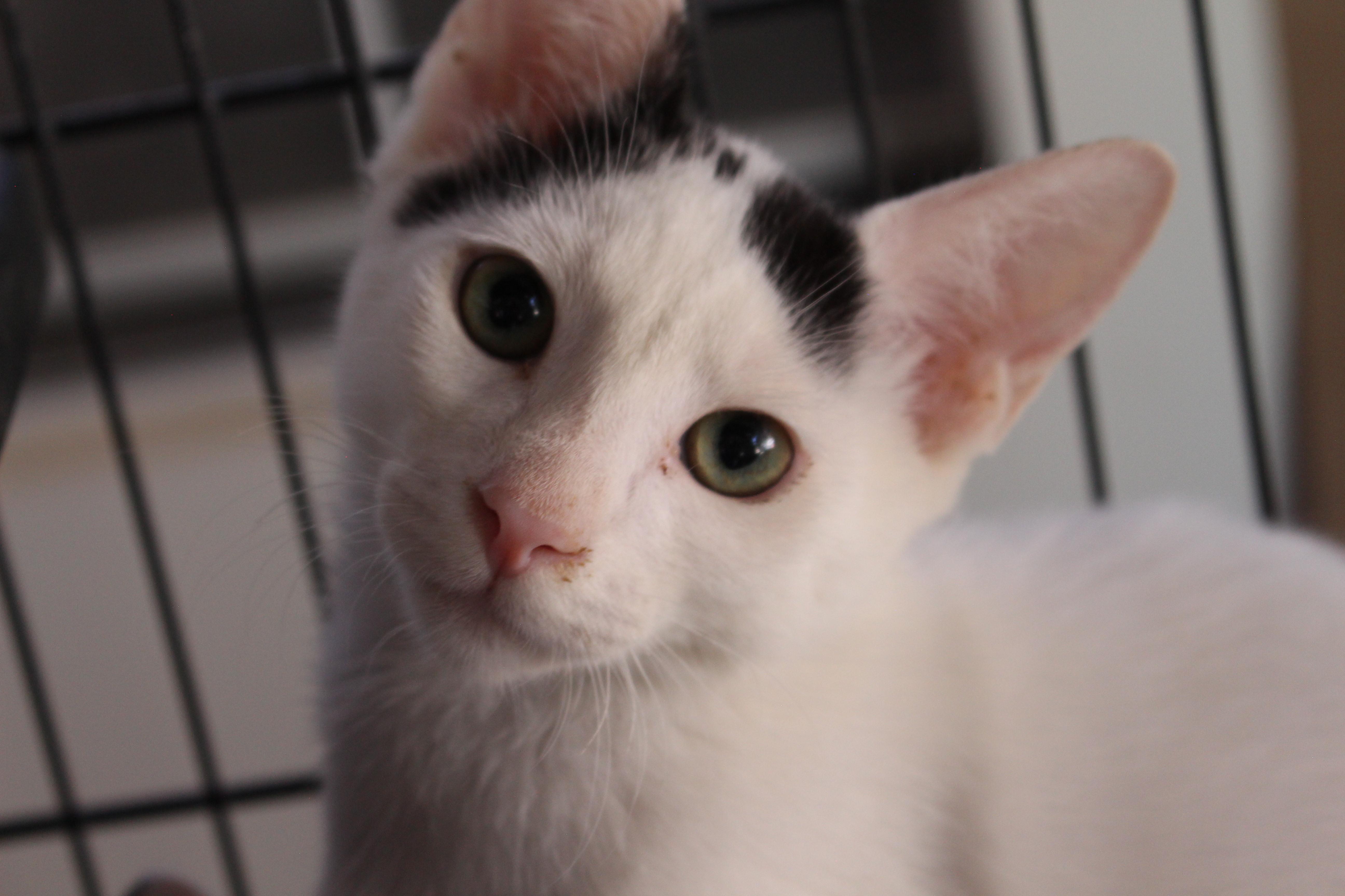 Enlarge 0429-2624, a ADOPTABLE Domestic Short Hair in Turlock, CA image 1/1
