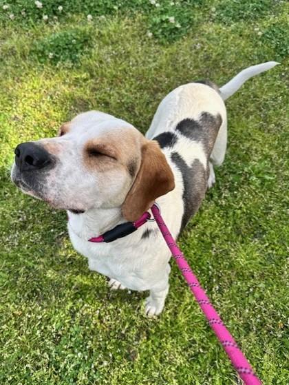 Walter, Adoptable, Young Male Mixed Breed.