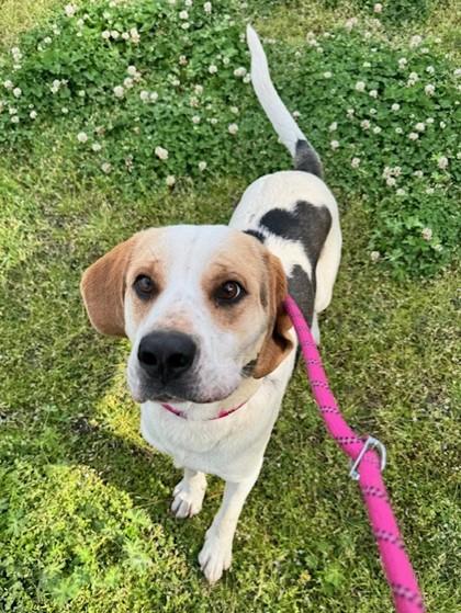 Walter, a Adoptable mixed breed in Georgetown, SC image 2/2