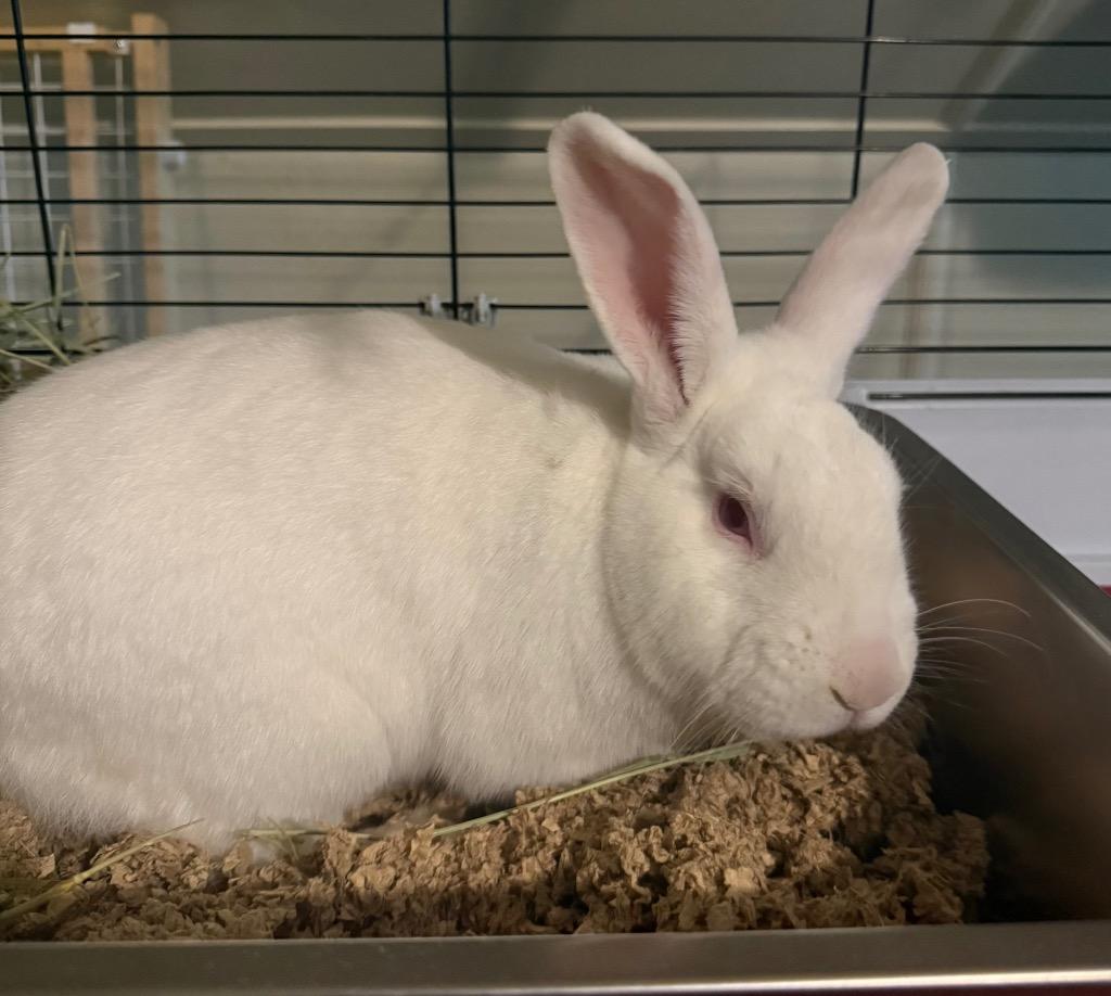 Olaf, Adoptable, Young Male American.