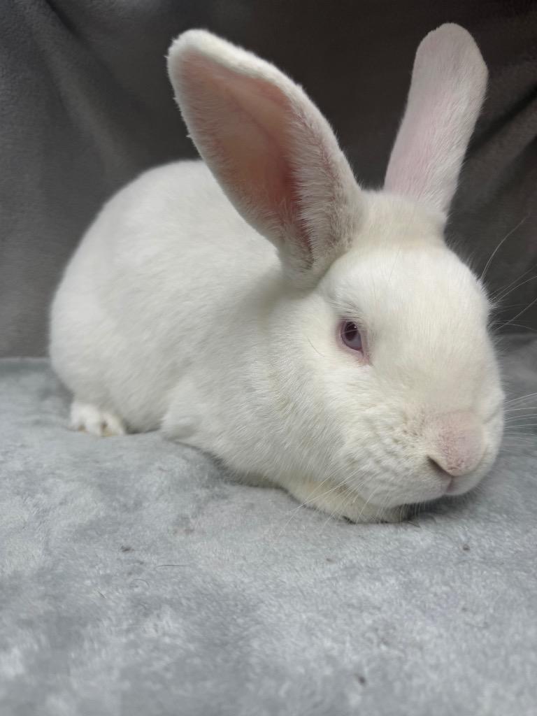 Enlarge Olaf, a Adoptable American in Pomona, NY image 2/2