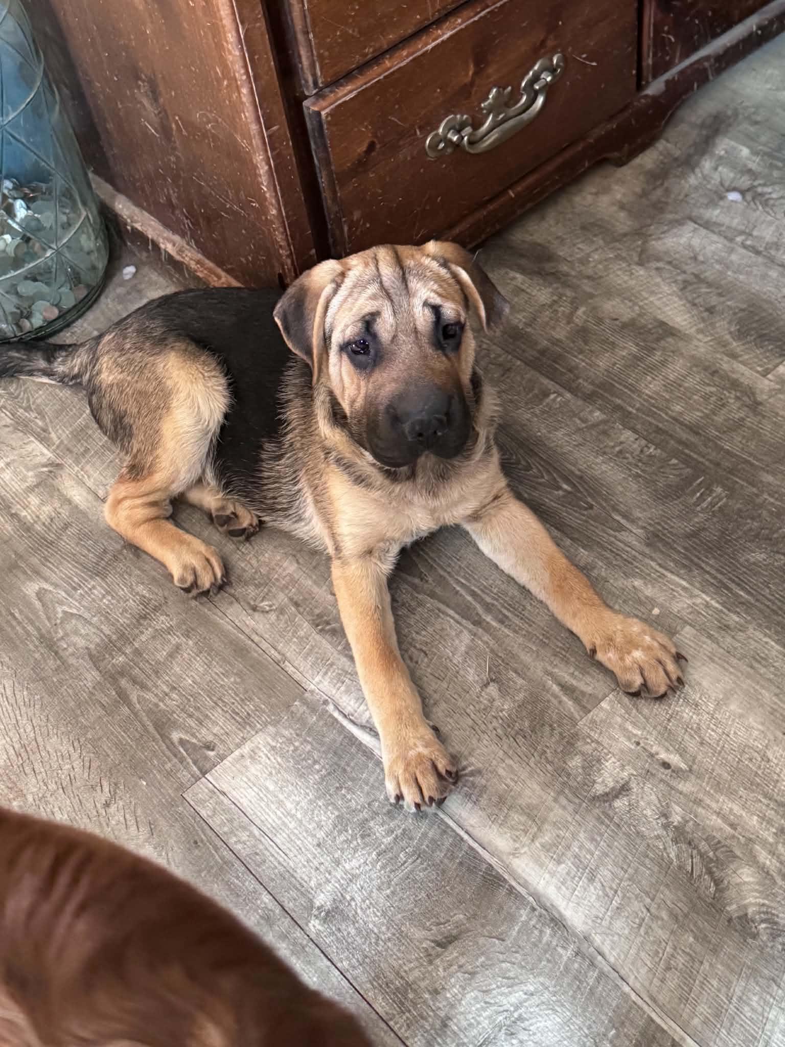 Bob, adopted, Puppy Male Shepherd & Shar-Pei.
