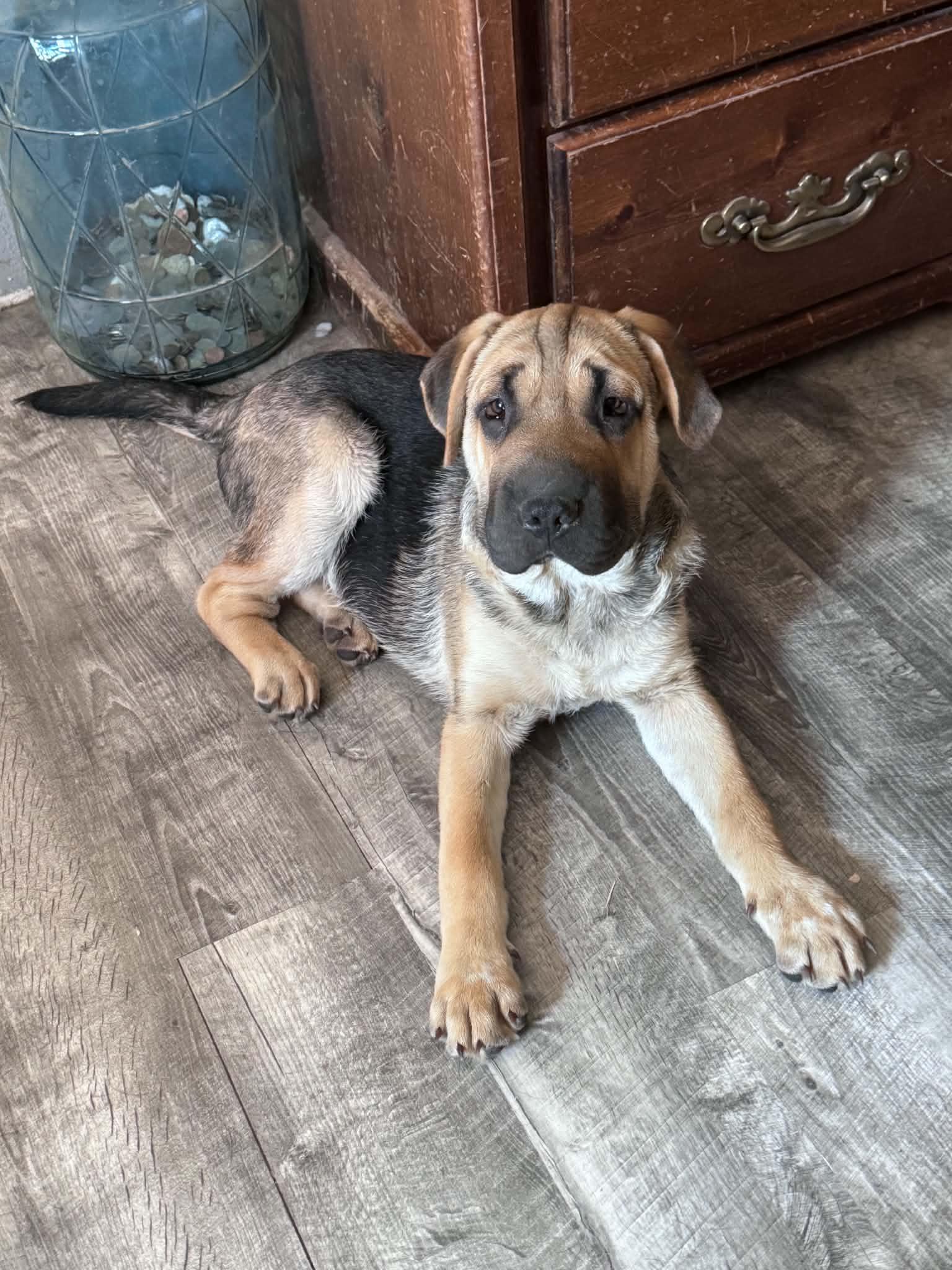 Bob, an adopted mixed breed in Bend, OR image 3/6