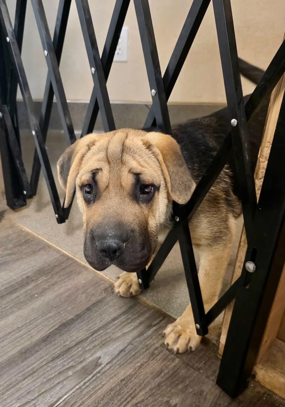 Bob, an adopted mixed breed in Bend, OR image 2/6