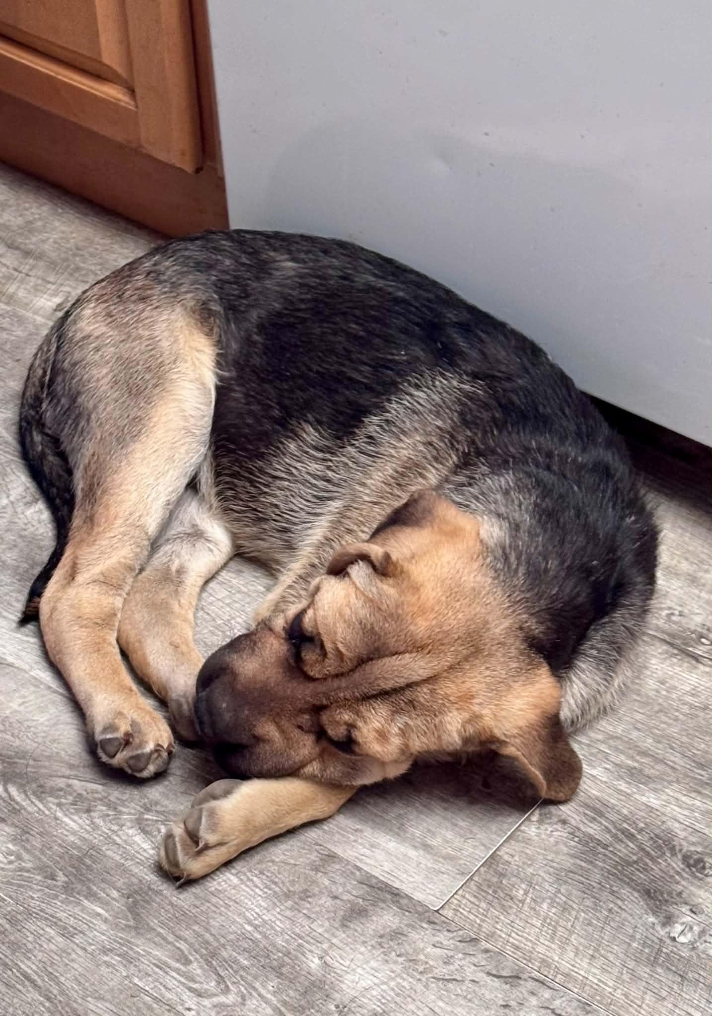 Bob, an adopted mixed breed in Bend, OR image 5/6