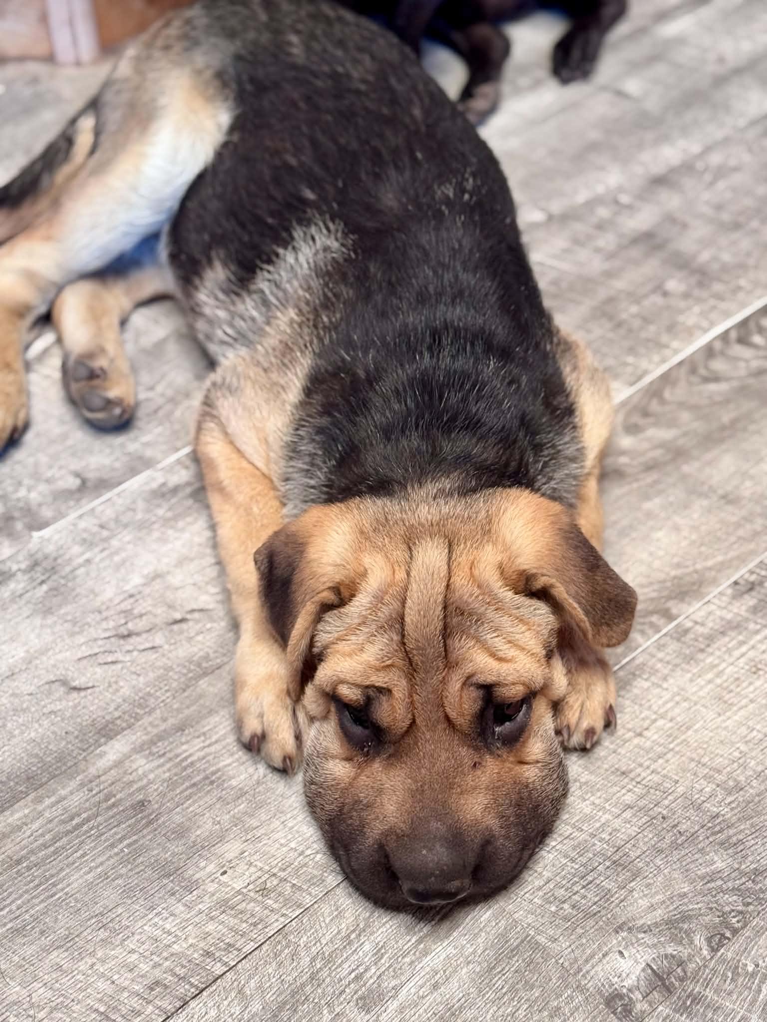 Bob, an adopted mixed breed in Bend, OR image 4/6