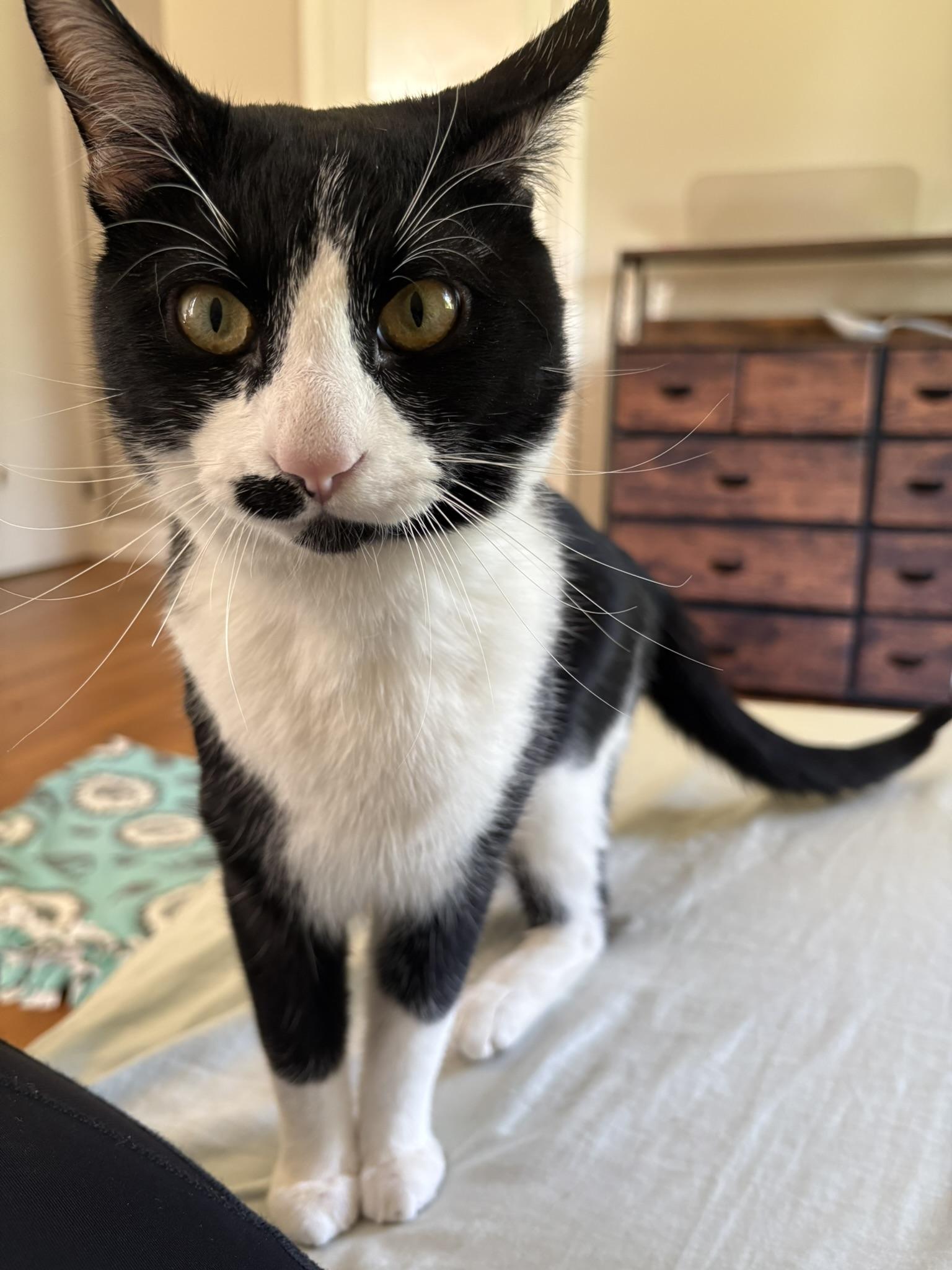 Sylvester, ADOPTABLE, Young Male Domestic Short Hair.