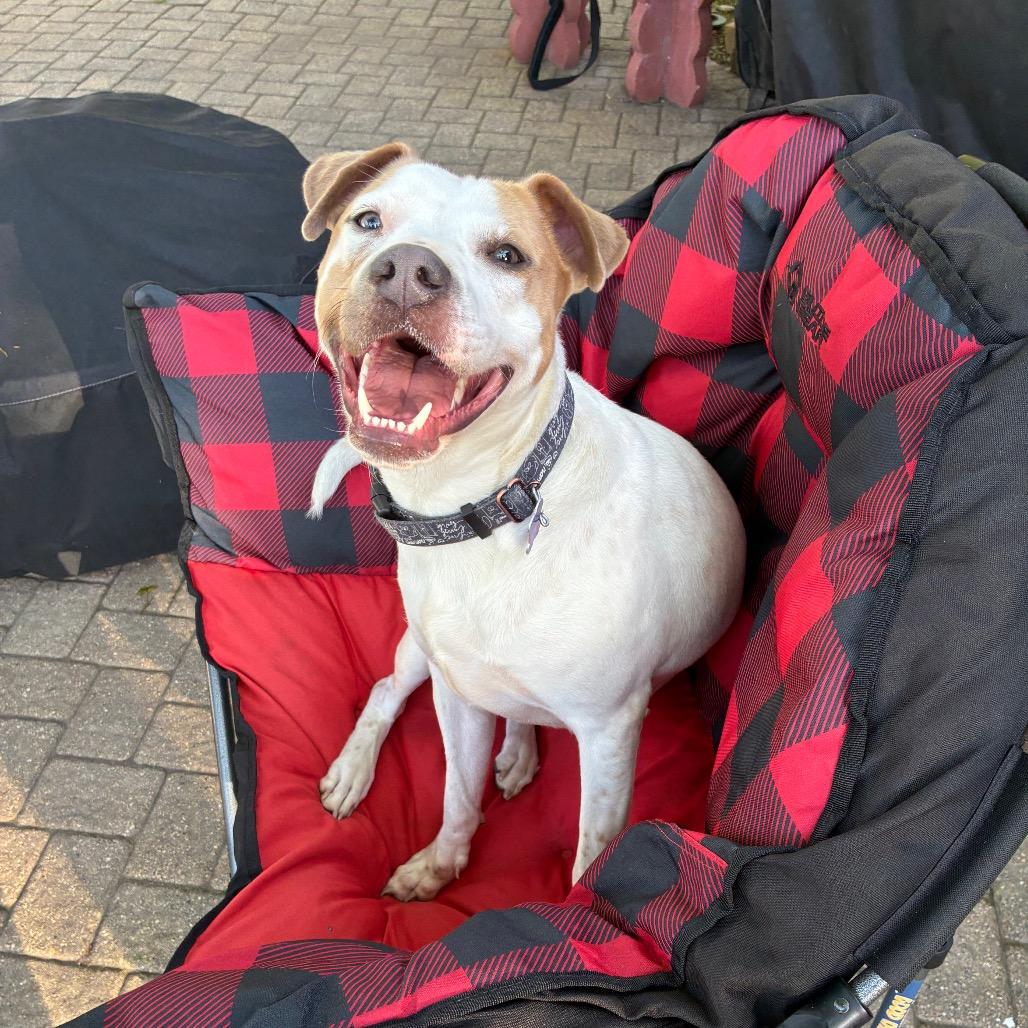 Enlarge Mandy, a Adoptable mixed breed in Chicago, IL image 1/6