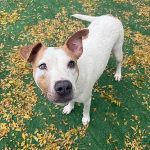 Mandy, Adoptable, Adult Female Labrador Retriever & Mixed Breed.