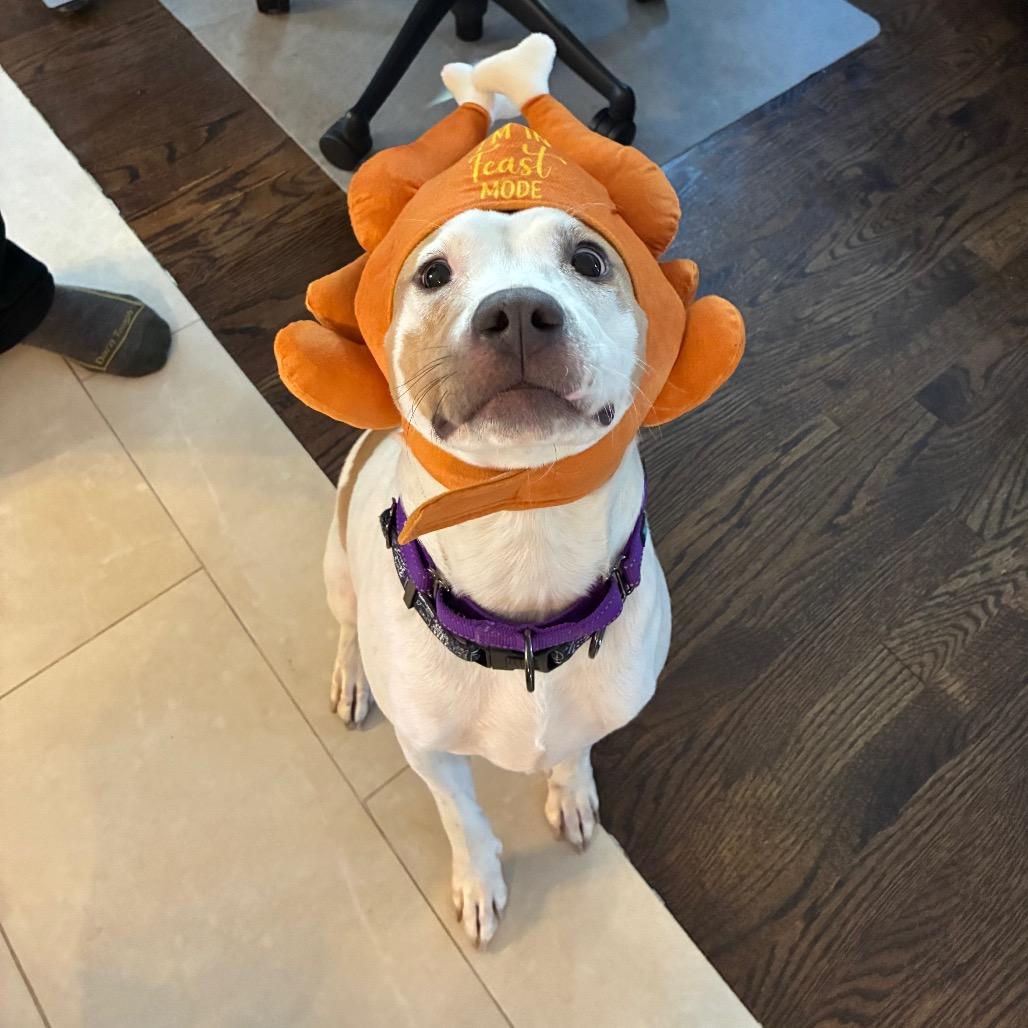 Mandy, a Adoptable mixed breed in Chicago, IL image 2/6