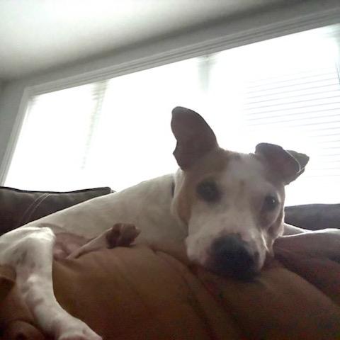 Mandy, a Adoptable mixed breed in Chicago, IL image 3/6