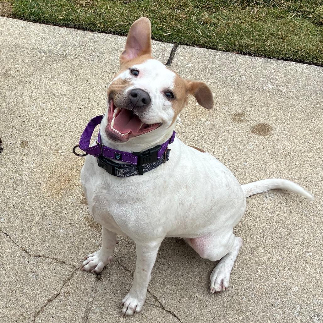Enlarge Mandy, a Adoptable mixed breed in Chicago, IL image 3/6