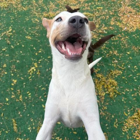 Mandy, a Adoptable mixed breed in Chicago, IL image 4/6