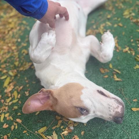 Mandy, a Adoptable mixed breed in Chicago, IL image 6/6