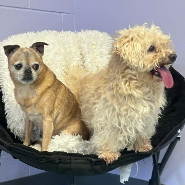 Samson and Tucker, ADOPTABLE, Adult Male Miniature Poodle & Pug.