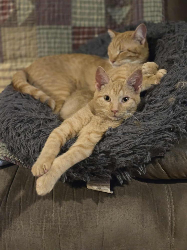 Cece, Adoptable, Young Female Domestic Short Hair & Tabby.