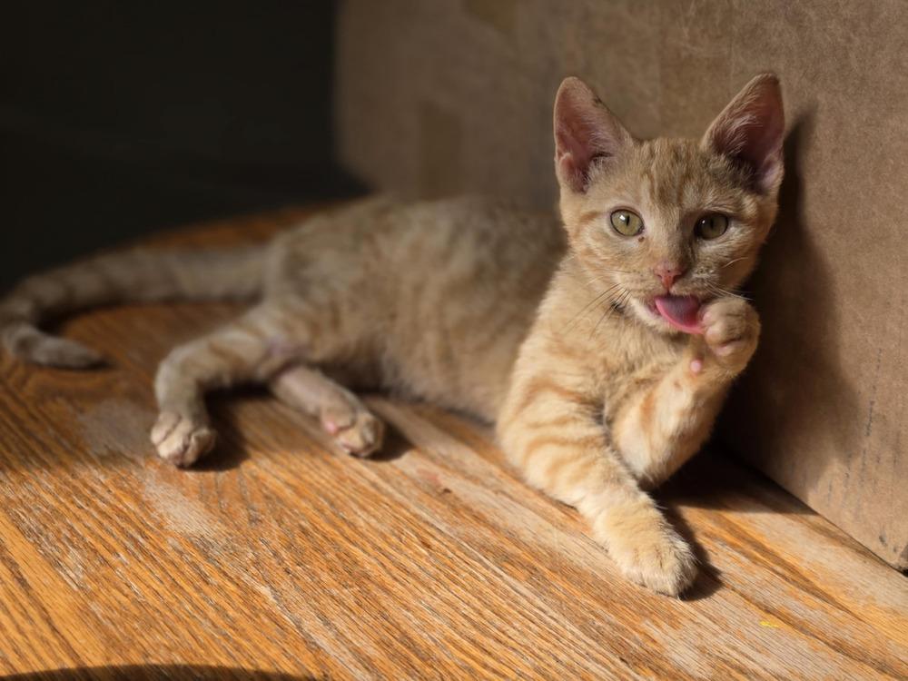 Enlarge Cece, a Adoptable mixed breed in Plymouth, MN image 2/6